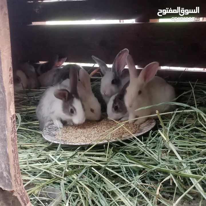 ارانب بلدي للبيع اقرا الوصف