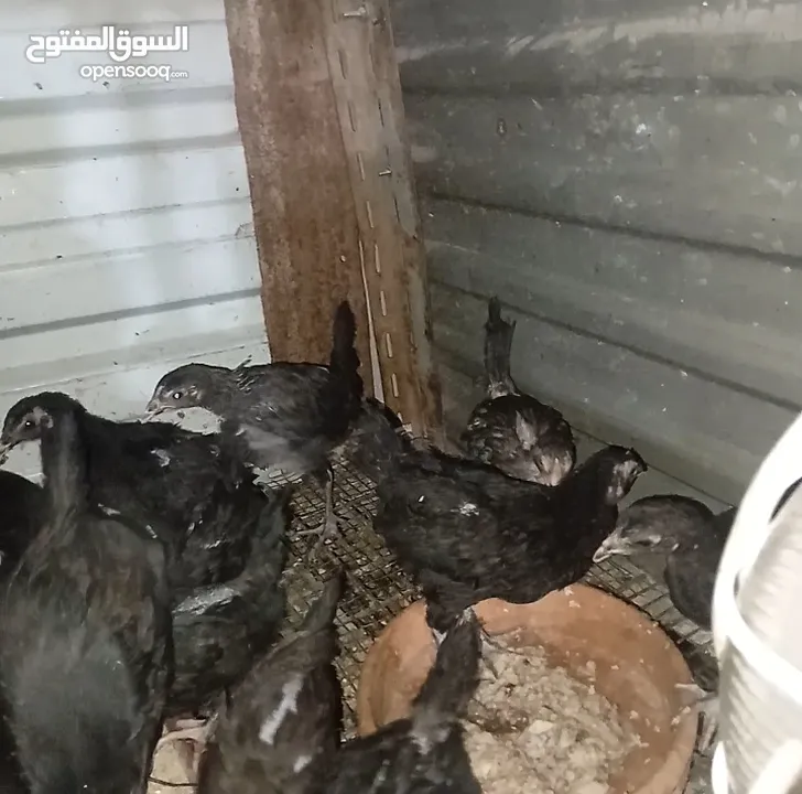 صوص اسباني العمر فوق الشهرين ونص