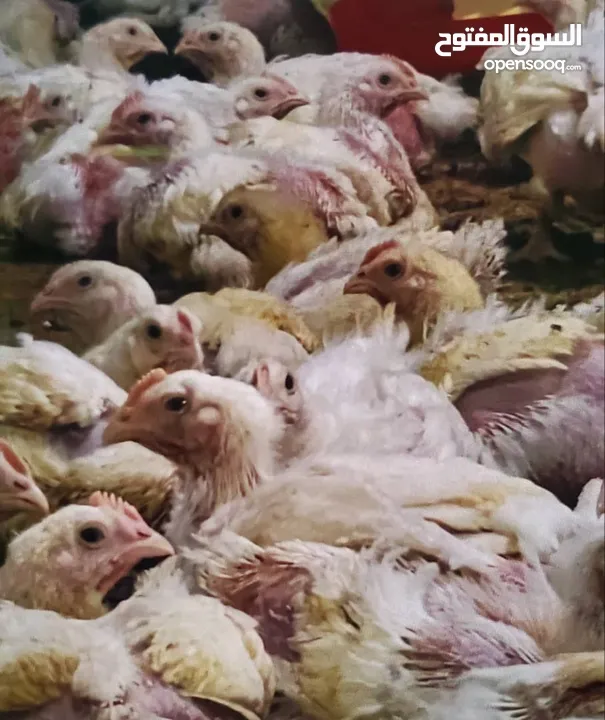 دجاج ابيض حي وزن 1.100 جرام إلى 1.400 جران السعر 800 بيسه