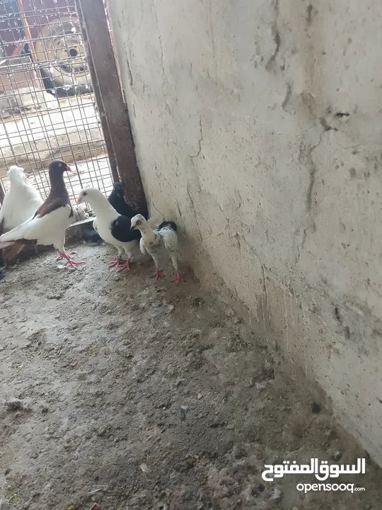 متاح جوز ماشاءالله موجودات طبربور