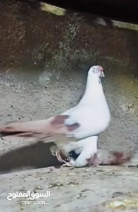 بسم الله الرحمن الرحيم   متاح بالصلاة على النبي   مسود قراقطه شامي   مطوق احمر   مطوق اسود   عنابي ا