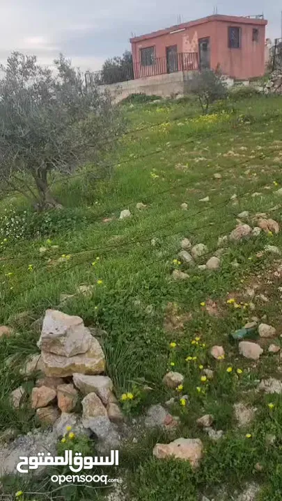 للبيع مزرعه 4.5 دونم في حمنانه المفرق ام حبل مخدومه