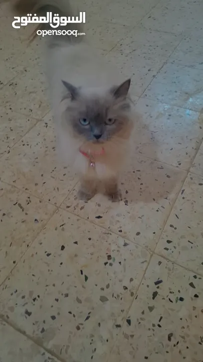 قطه سيامي شوكليت للبيع مع أغراضها
