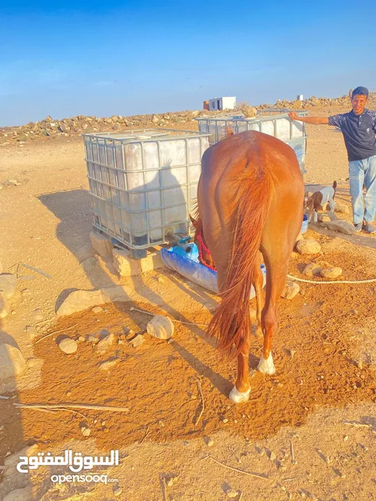 خيل  لبيع العمر سنتين فرس انثى