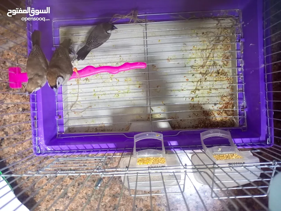 جوزين بومه فنش صحة ونضافة البيع فقط الستفسار