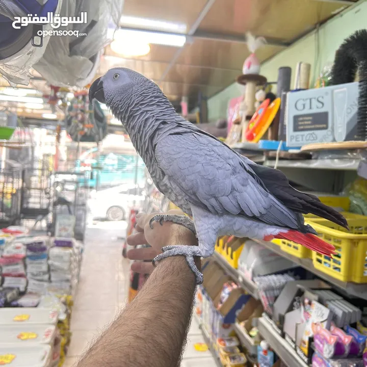 بفضل الله متاح ببغاء كاسكو متكلم اليف مع الصغير قبل الكبير
