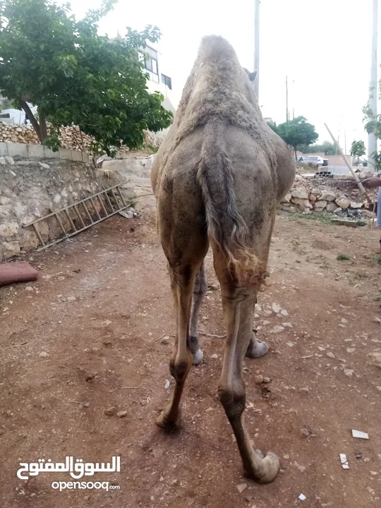 جمل ضحيه للبيع  ما شاء الله