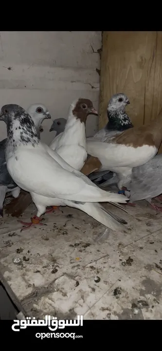 7 حبات طيور حمام بسعر حرررررررررق بطيرين مع زواجل