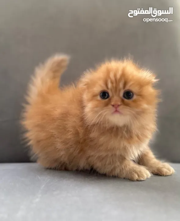 Exotic Scottish Fold Chinchilla kittens