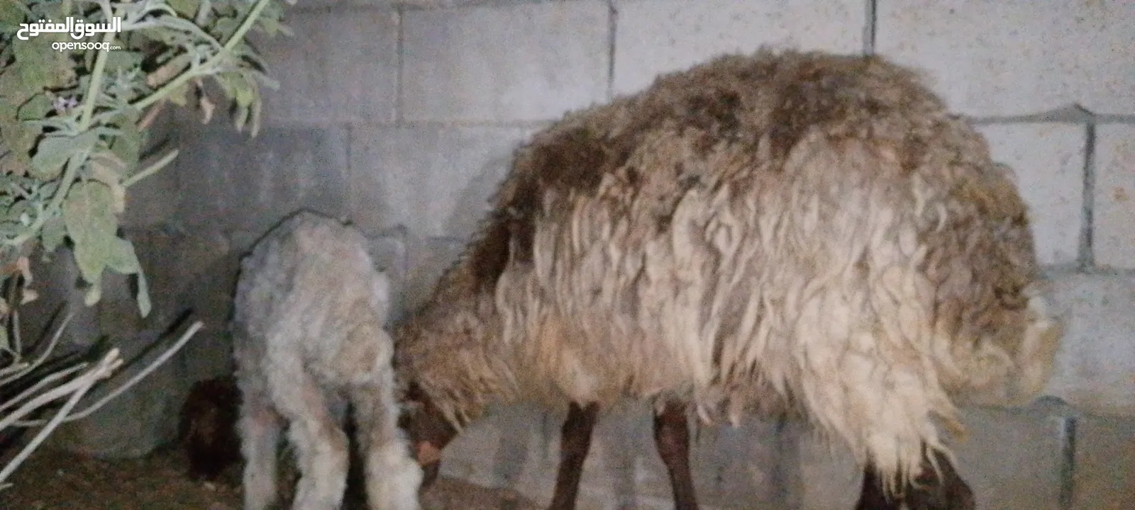 نعجه بصلاة عل نبي معها عبور