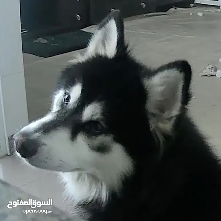 Husky هسكي ذكر،