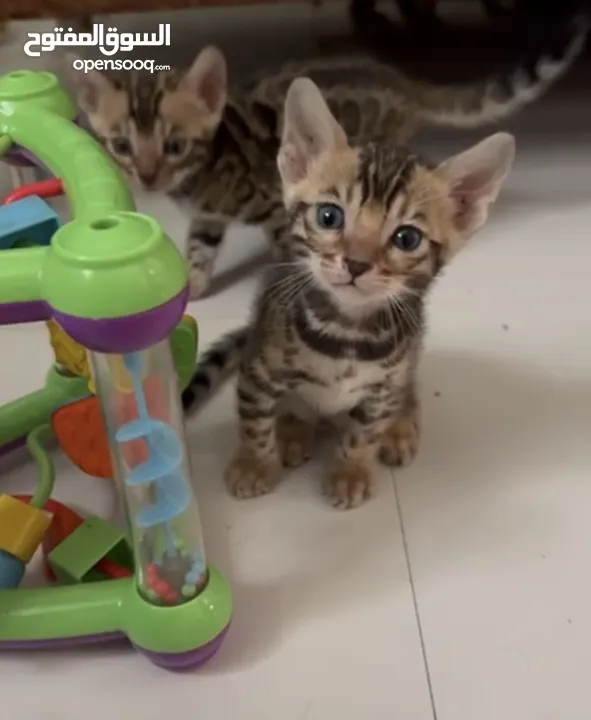 Pure  bengal kittens