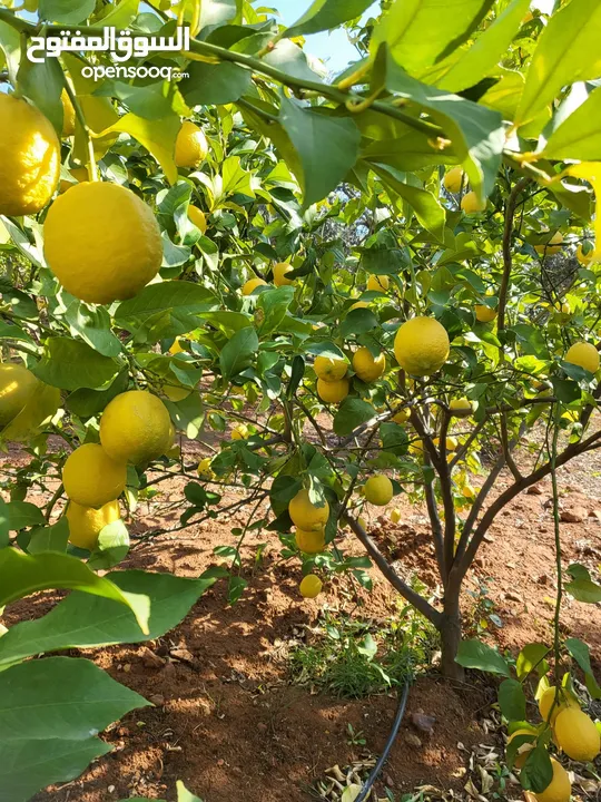مزرعة 5 دونم للبيع في ماحص - موقع استثماري مميز وأرض مزروعة بأشجار مثمرة