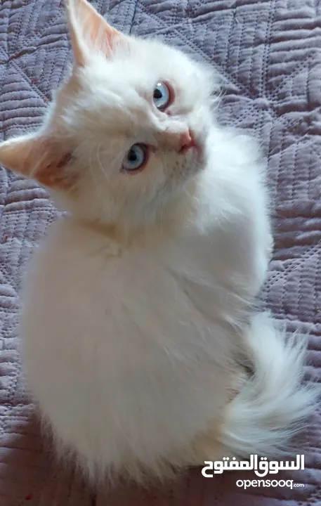 متوفر  قطط شيرازي  وراغدول  العمر شهرين  باسعار مناسبة  فقط 300  العنوان نابلس