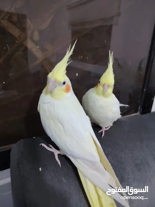 جوز كوكتيل لاتينو اليفات صحه و نظافه