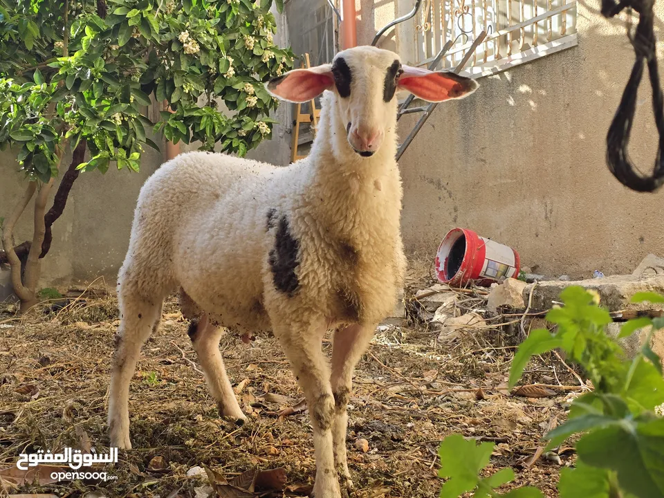 خروف نخب النخب