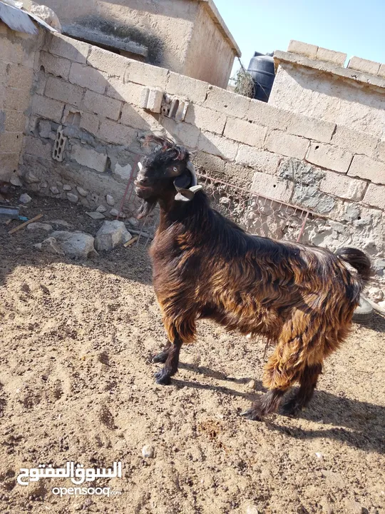 ثني  البيع  كفالة هداد
