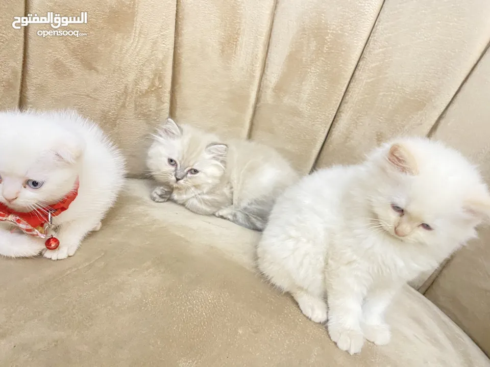 قطط راقية للبيع قابل للتفاوض – صحة، نظافة، ومرح  كتن  قطط سكوتش فولد مكي همالايا  العمر شهر ونص
