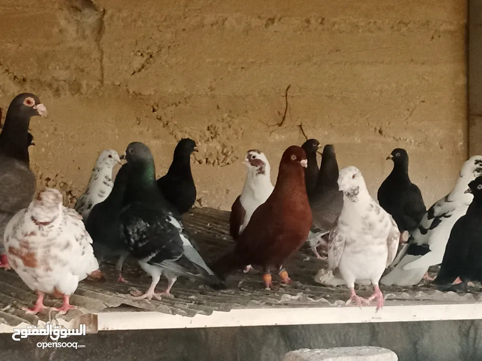انواع حمام مشكلة للبيع