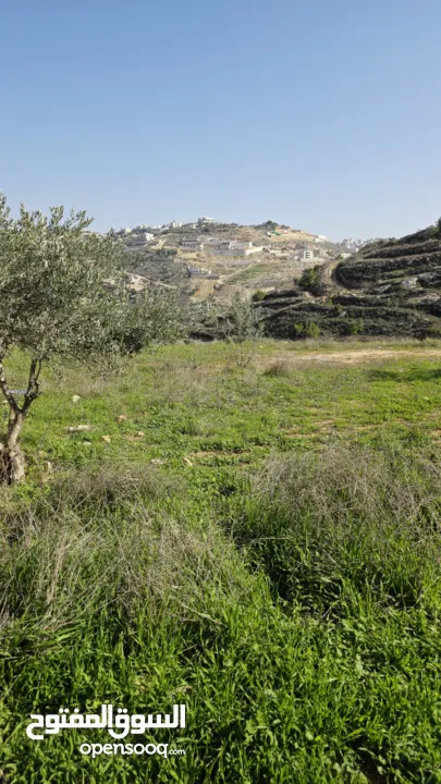 قطعة نص دونم دورا