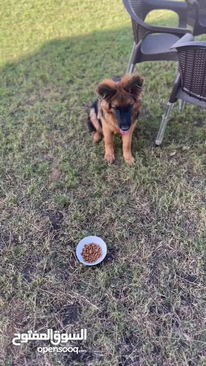 German Shepherd puppy (female)