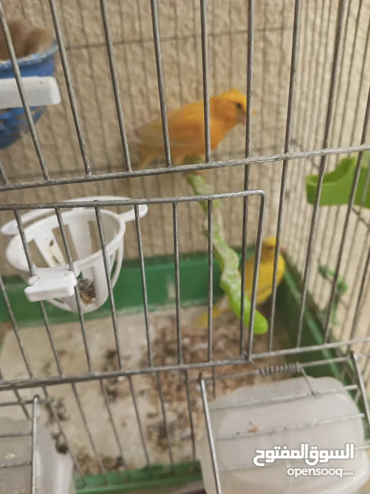 طيور كناري جاهزة بحالة وصحة جيدة