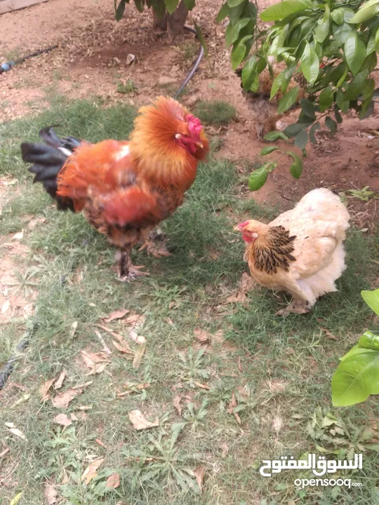 4 دجاجات براهما وديك