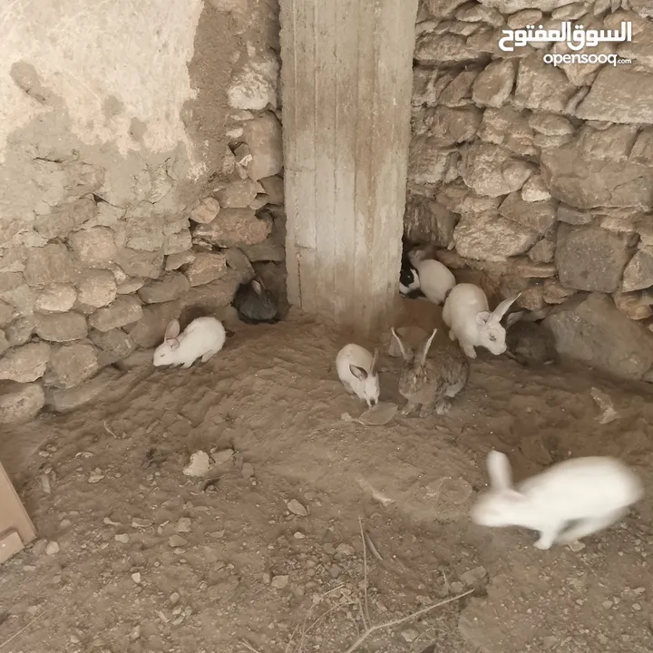 تسع ارانب وذكرين بناديك الماني وست جواز وفرده عمار اربع شهور بسم الله ما شاء الله