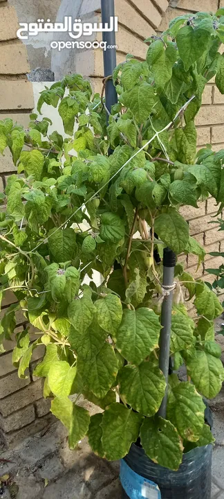 Golden Berry fruited plant (Physalis )