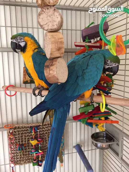 WHATSAPP 052.763.8320 BLUE AND GOLD MACAW PARROTS FOR ADOPTION