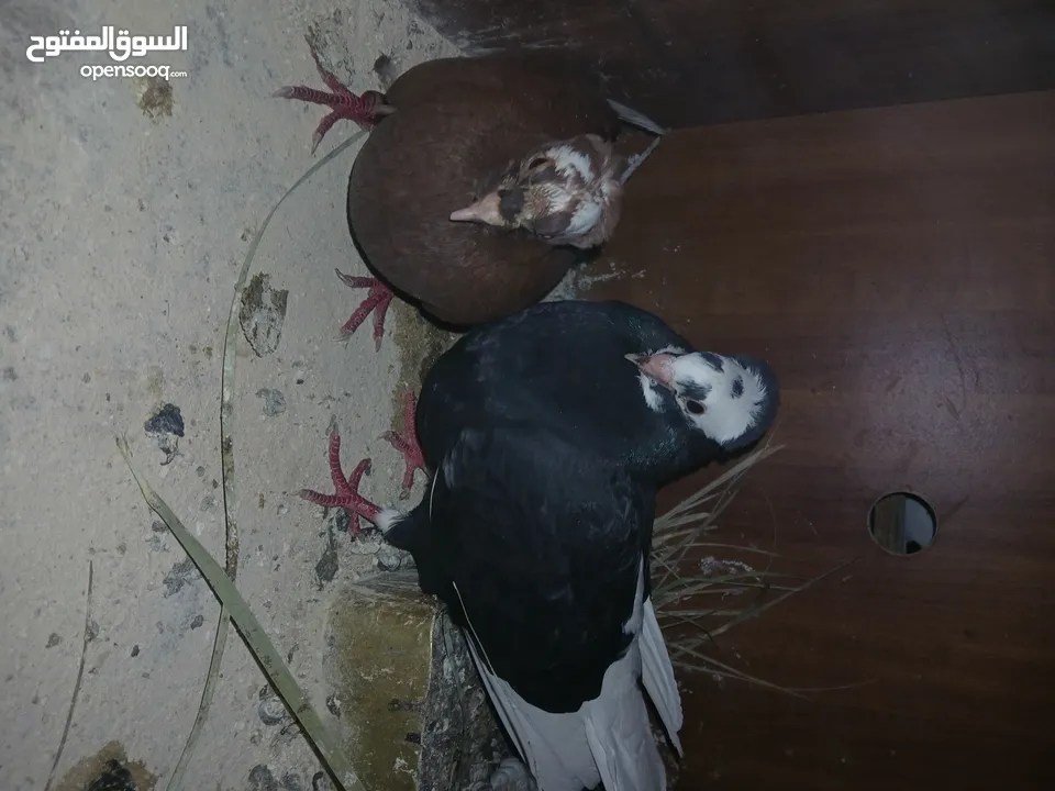 4 جواز شغاله  وفحل مكفوله للبيع دون الفراخ 35 دينار كوم