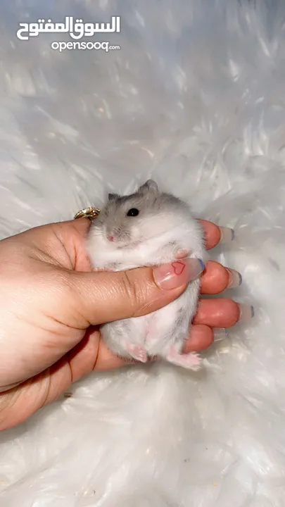 Baby Hamster female one month,7days