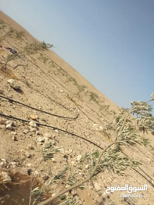 عشره دنمات للبيع