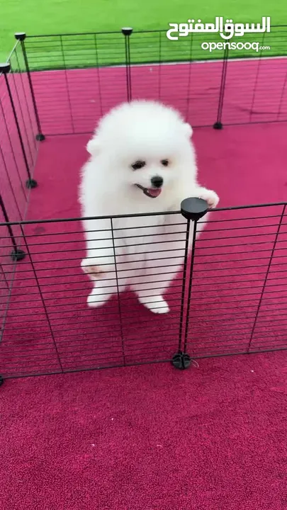 55days white bear face Pomeranian puppies