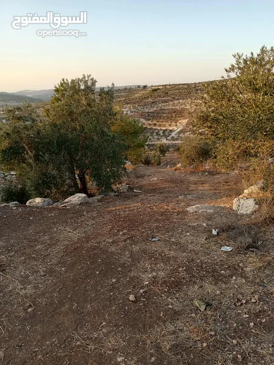 ارض زيتون للبيع في صوريف