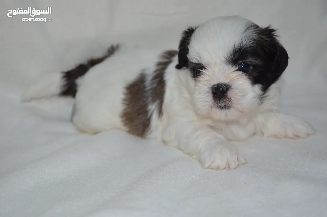 1 month old Shihtzu