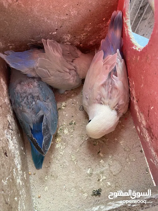 جواز روز وفشر
