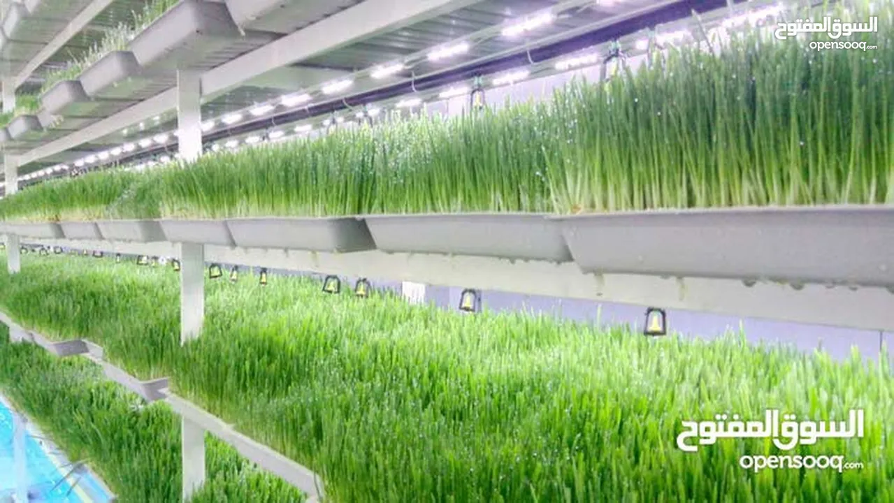 استنبات شعير  شعير مستنبت Sprouted   صواني استنبات شعير Barley germination barley