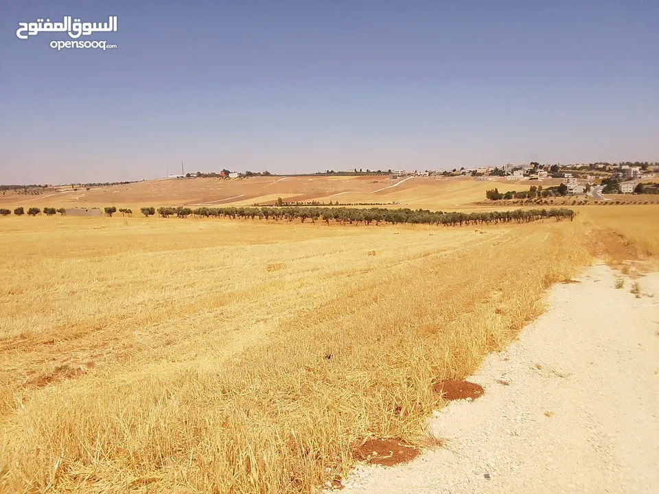 مادبا ماعين غرابيات ام راسين قطعة ارض زراعية بمنطقة هادئة و مميزة بمساحة 5300 م واصل الخدمات