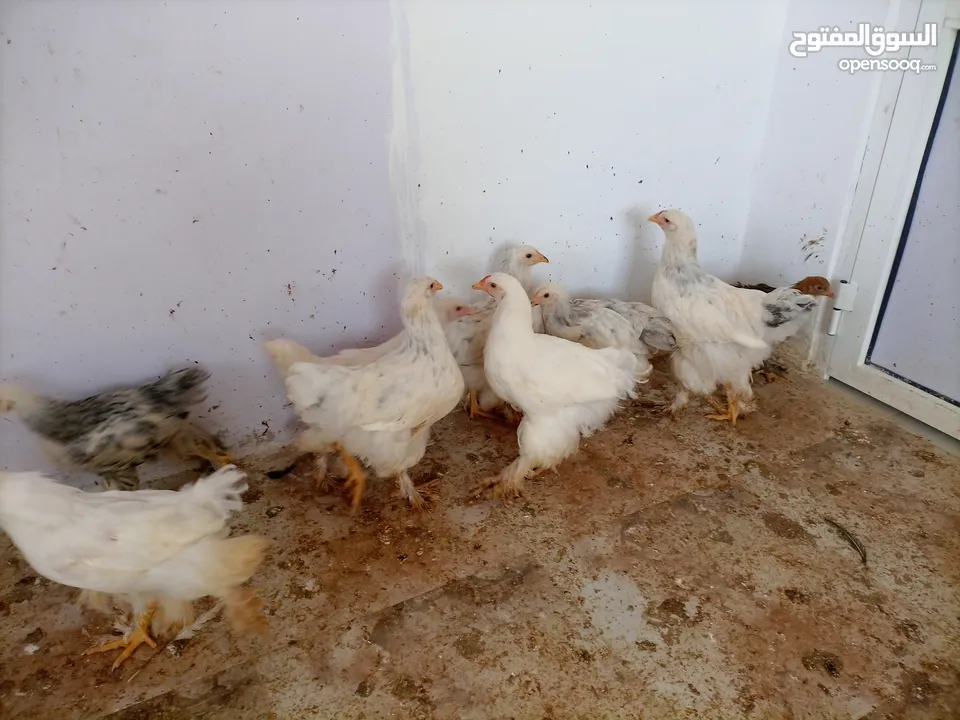 فرخات. براهمي . مشكل   في بف وفي بلاك     فرخات. ما شاء الله
