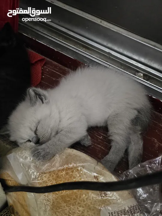 Adorable British Shorthair Kittens Looking for Their Forever Homes – Ready to Join Your Family