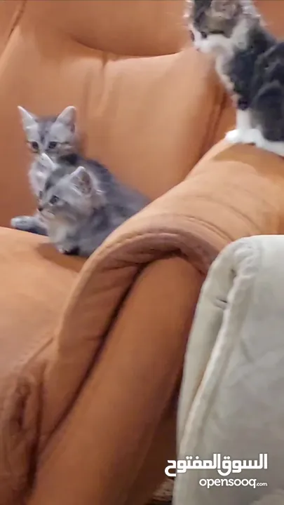 قطط من ام شنشيلا وأب سكوتش فولد لونج هير للبيع