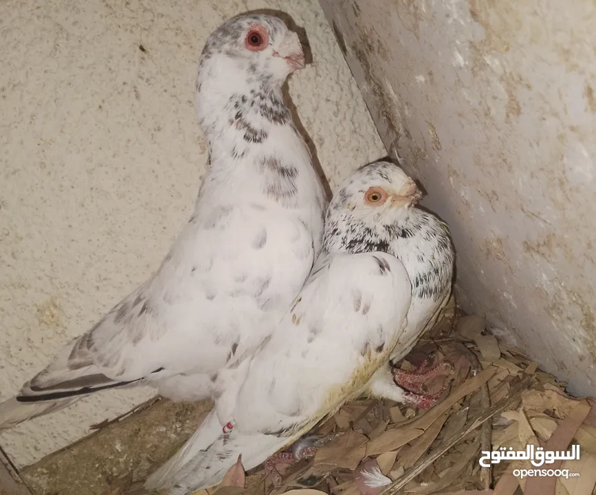 حمام جواز بصلات على نبي الحبه ب دينارين واغلبو تحتيو فراخ وبيض