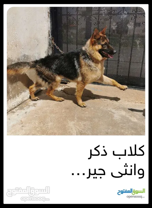 كلاب جيرمان للبيع