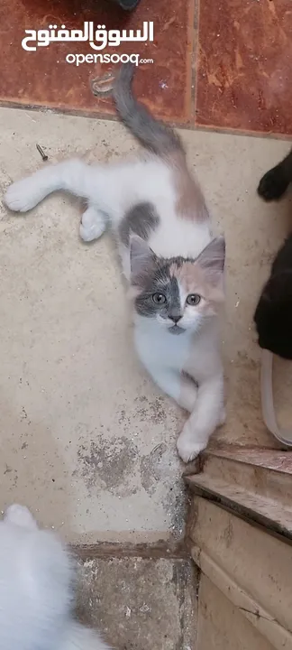 قطط للبيع العمر شهرين