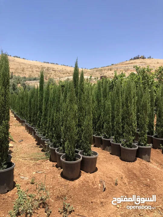 مشاتل الاندلس لانتاج وبيع جميع انواع الاشجار البلديه والمستوردة