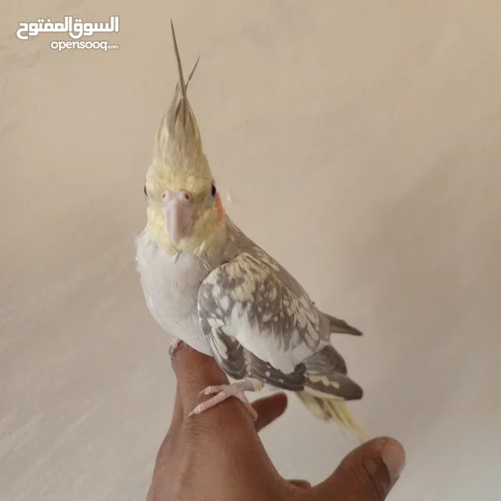 ذكر كوكتيل عمر 5 اشهر  البيع مع القفص