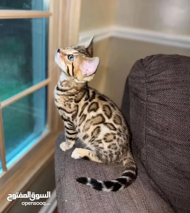 home trained Bengal kittens for adoption