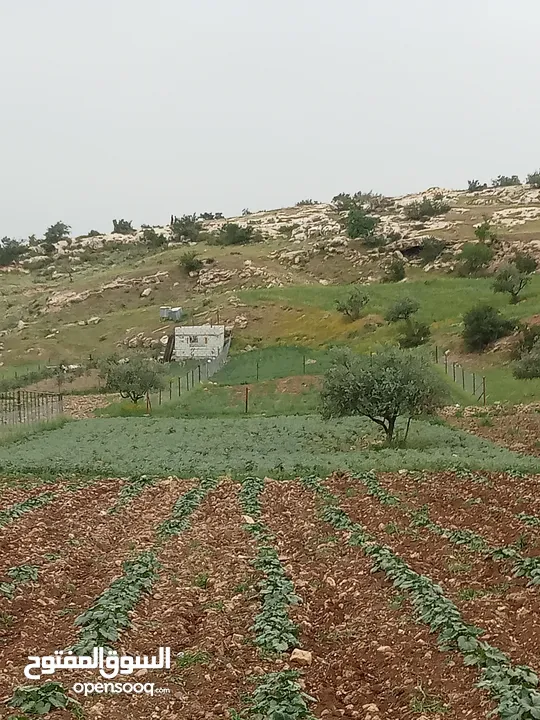 ارض سكنيه قرب مثلث حور فوعرا للبيع بسعر مغري