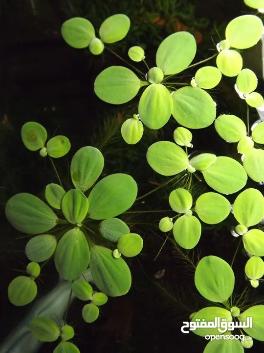 سمك ، نبات طافي طبيعي لأحواض السمك (مفيد للـ سمك) من نوع Dwarf water lettuce